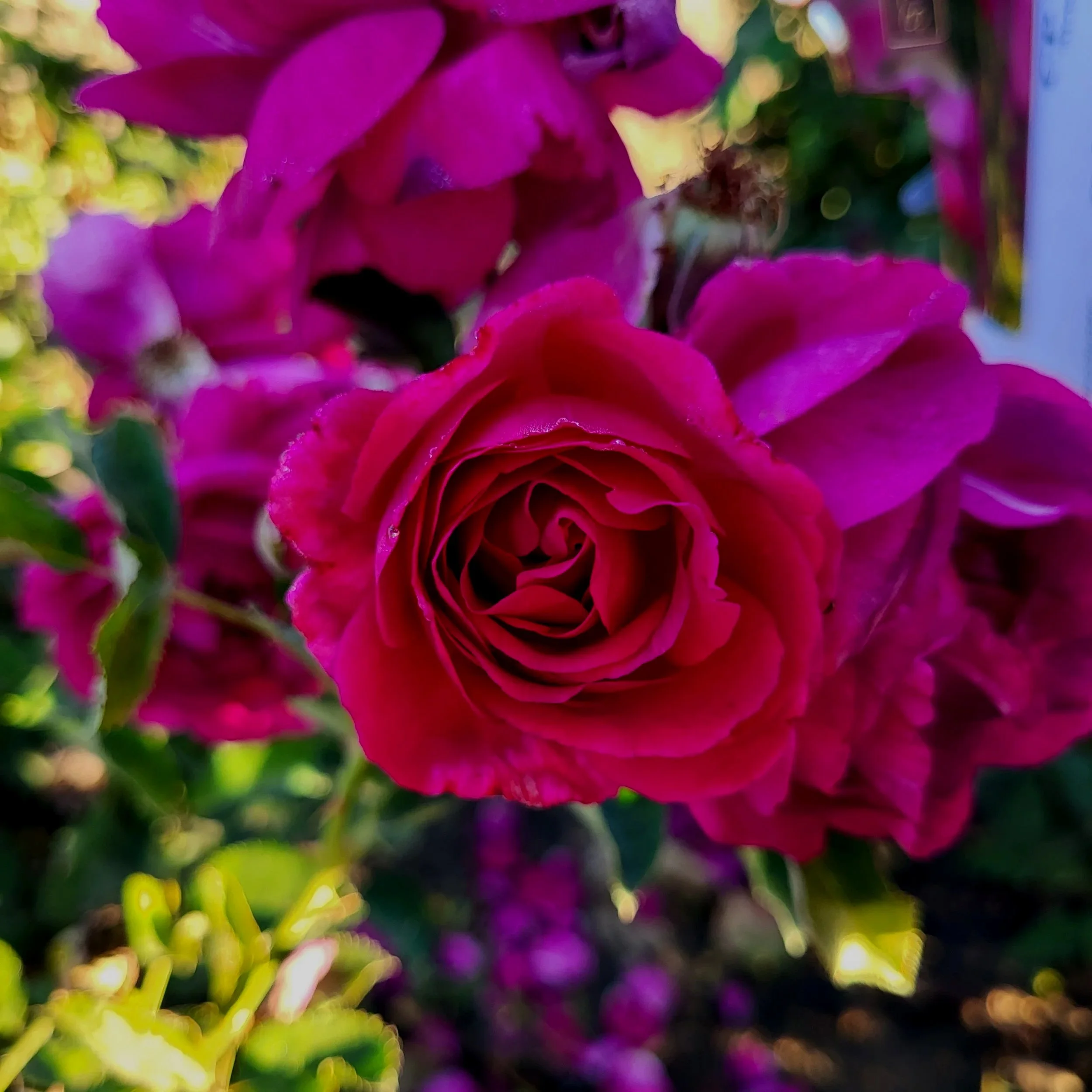 Brand New 2026 Roses — Sunnyside Nursery